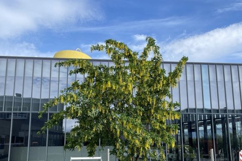 Laburnum in bloom on University of Iceland campus in summer 2024